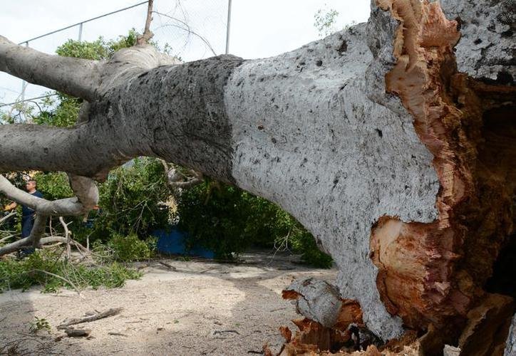 Enorme árbol de roble cae ante la lluvia y fuertes vientos