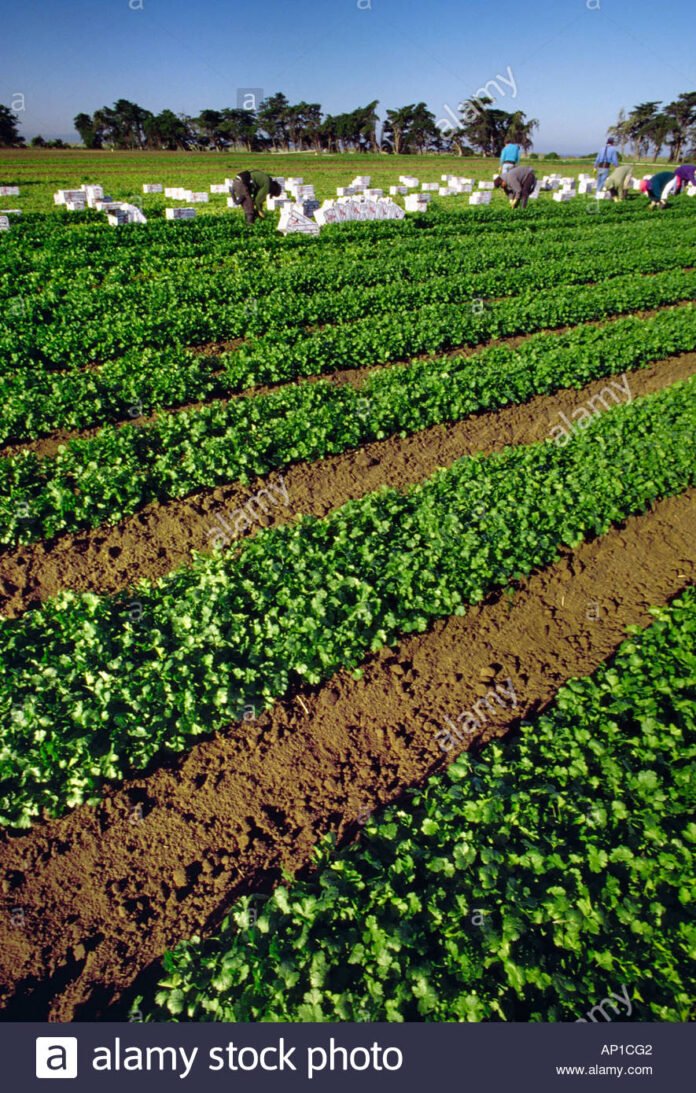 agricultura-cilantro-madura-con-una-cosecha-del-campo-de-trabajo-de-la-tripulacion-en-el-fondo-moss-landing-california-usa-ap1cg2