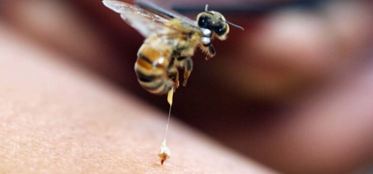 Estudio revela que veneno de abejas ayuda a atacar células de cáncer de mama