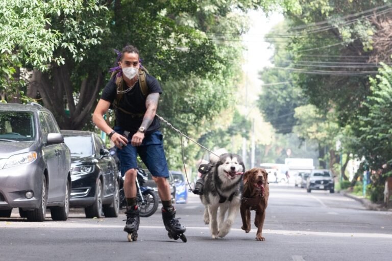 Nuevo estudio revela la rica historia genética de los perros