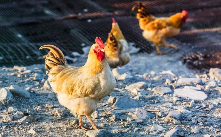 Más de 210 mil gallinas serán sacrificadas por casos de gripe aviar en Holanda