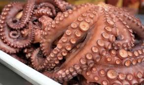 Amplían 16 días la temporada del pulpo sin muchas esperanzas
