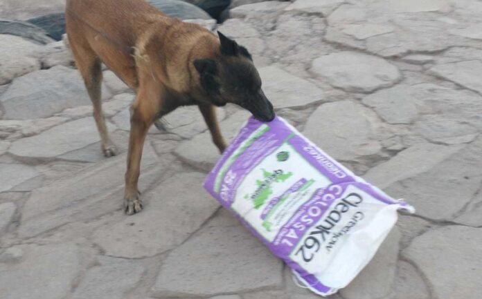 binomio-canino-hallo-droga-bolsas_0_32_1152_716