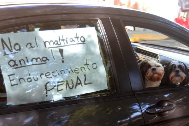 Multas de más de millón y medio de pesos por maltrato animal