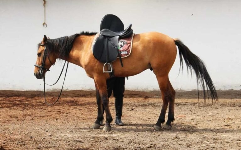 En Argentina, drogan a caballo para ganar carrera, pero muere; imputan a dueño y a jinete