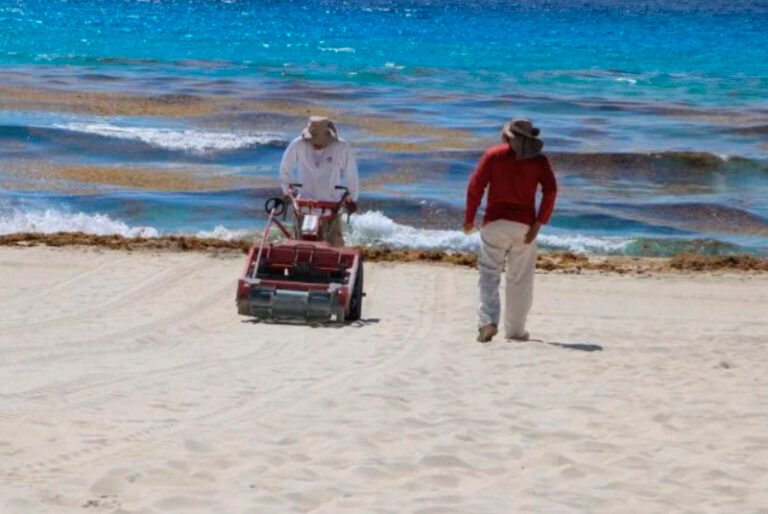 Recolectan 800 toneladas de sargazo en Cancún