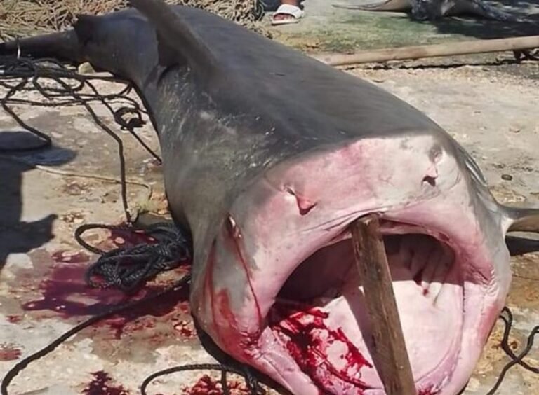 Capturan enorme tiburón en el puerto de San Felipe, Yucatán
