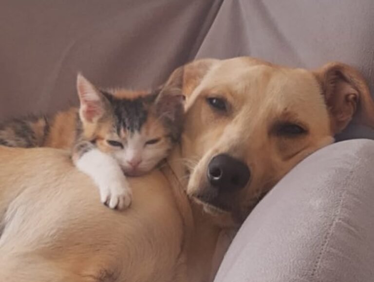 Prohíben venta de perros y gatos en Francia