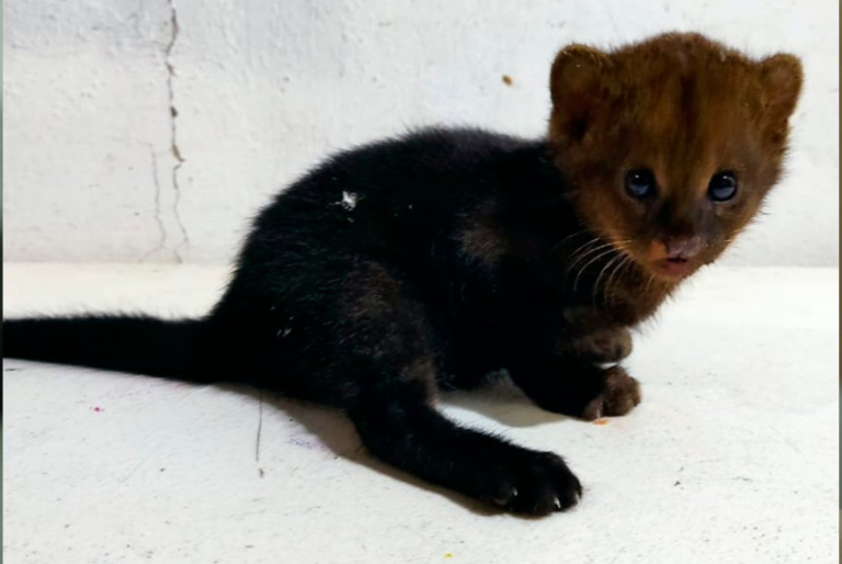 Profepa rescata cachorro de jaguarindí en Campeche