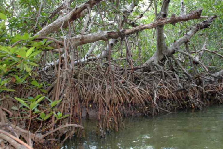 Reforestan hectáreas de manglar en la reserva de Laguna de Términos, Campeche