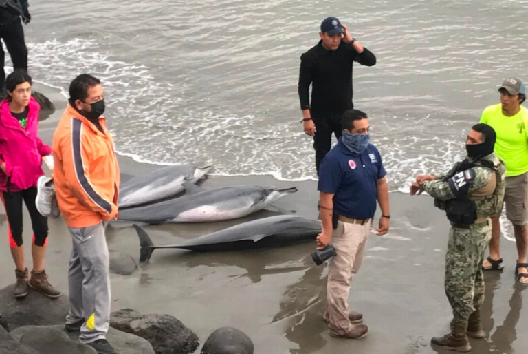 Mueren tres de siete delfines varados en el puerto de Veracruz