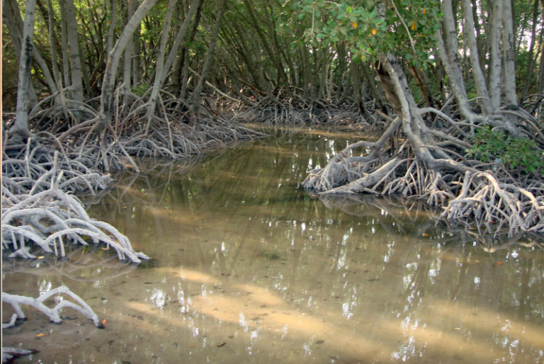 62% de los humedales en México se han perdido