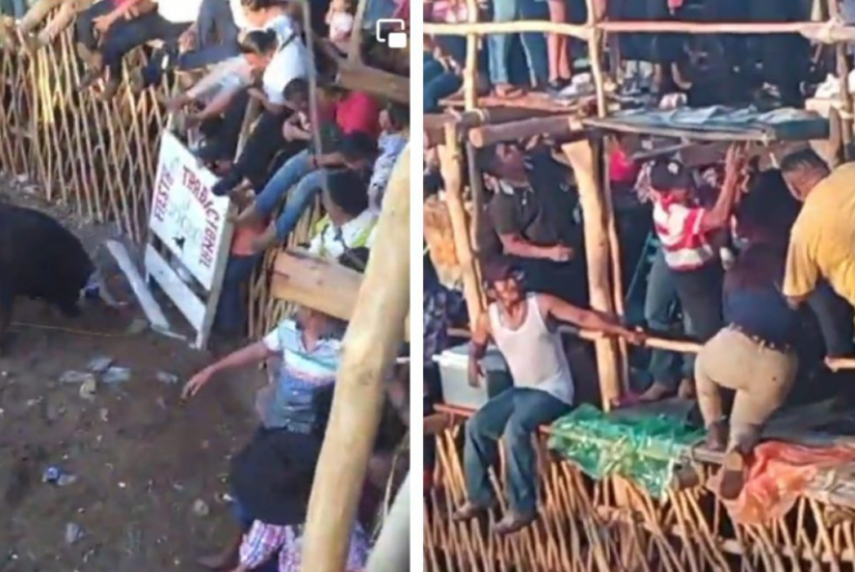 Dzoncauich a punto de una tragedia taurina