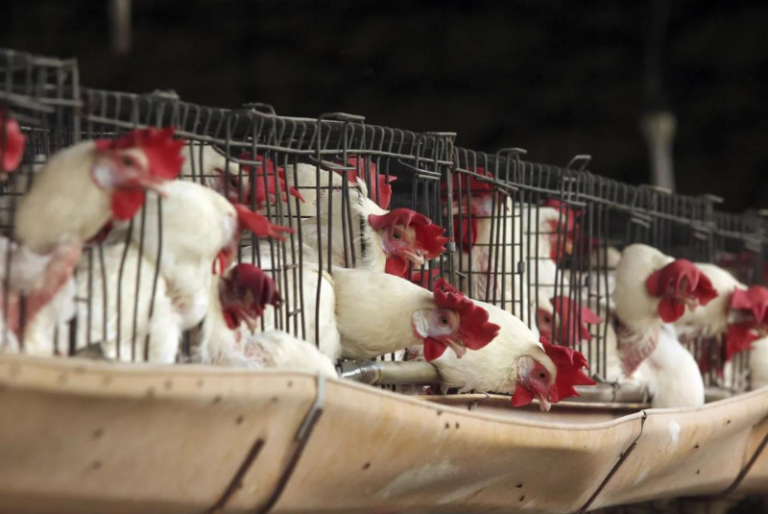 China reporta primer caso de gripe aviar H3N8 en humanos
