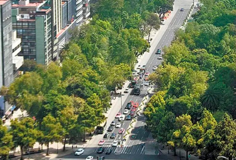 Epidemia de hongos afectará a gran parte de árboles de CdMx, alerta experto