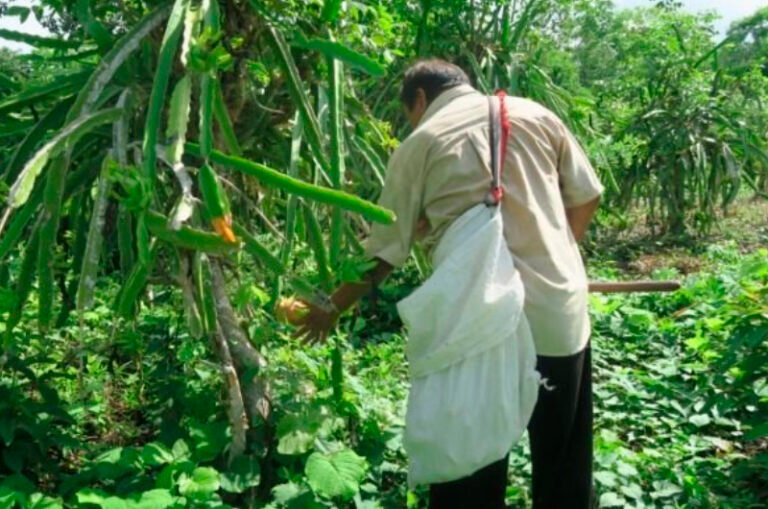 Península de Yucatán impulsa registro de Milpa Maya ante la FAO