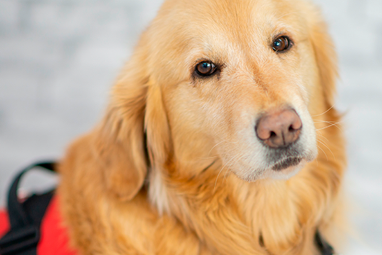 Enfermedad “no identificada” mata decenas de perros en Michigan