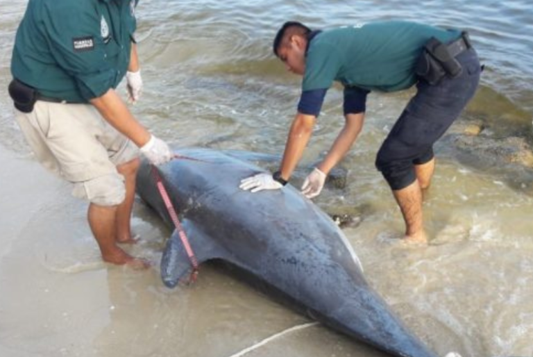 Recala un delfín muerto en la playa de Chelem