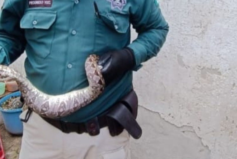 Encuentran boa en predio de Progreso