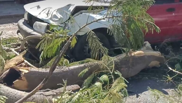 ÁRBOL SE DESGAJA EN LA ALEMÁN Y DAÑA UN TSURU ESTACIONADO
