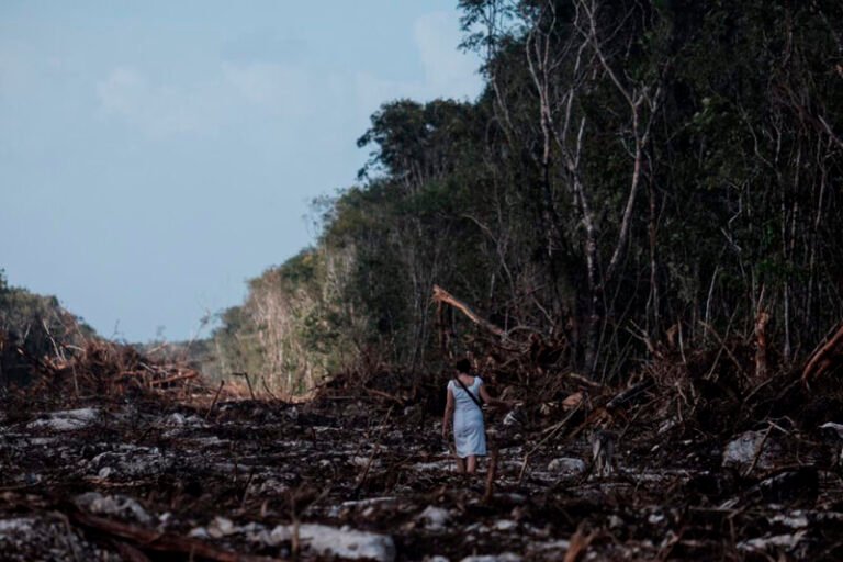 CEMDA informó sobre los daños ocasionados por el Tren Maya, más de 100 hectárias dañadas en la selva de Quintana Roo