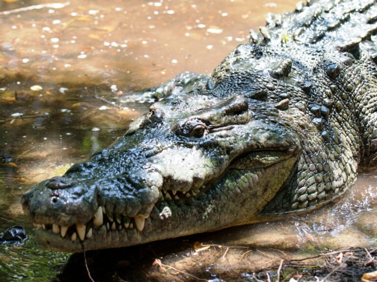 Cocodrilos de dos metros sorprenden a familias de Progreso