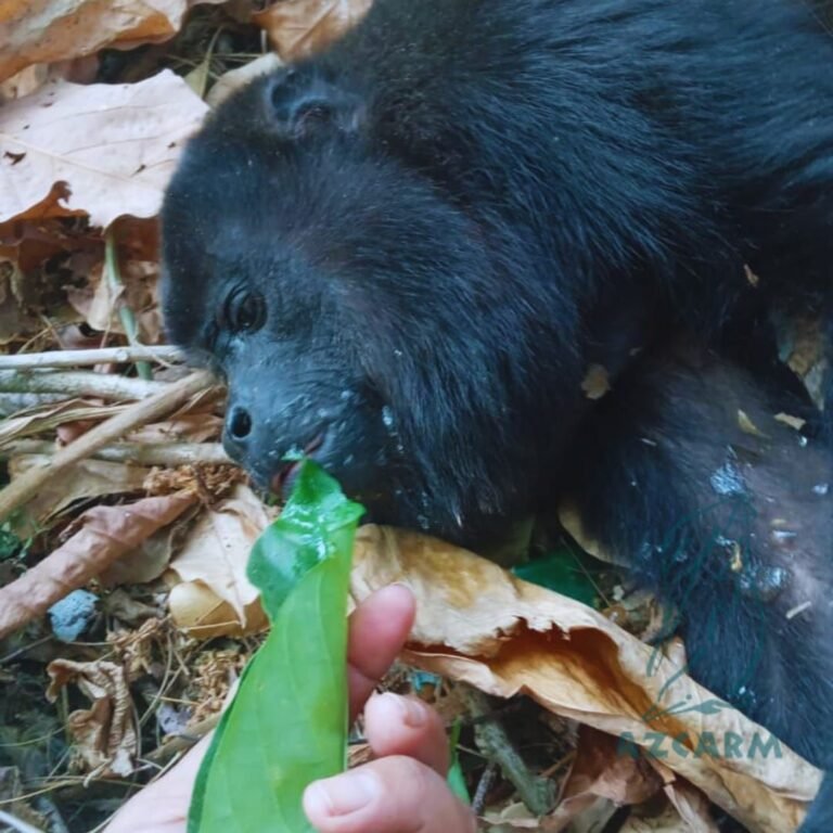Urge plan de emergencia en Tabasco y Chiapas ante la muerte masiva de primates