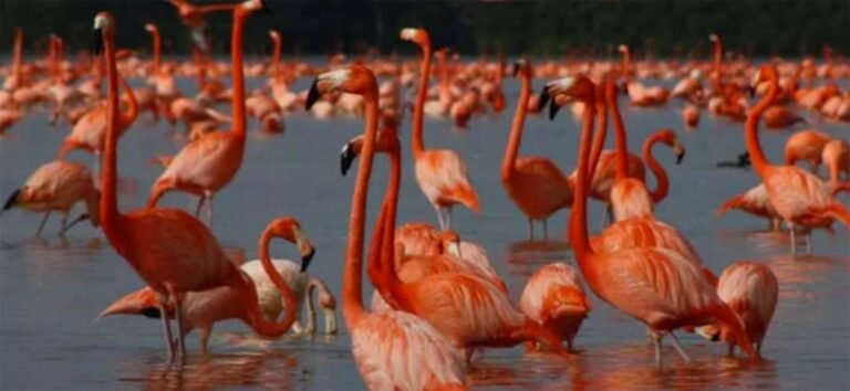 Gris futuro para la biodiversidad mexicana por el calentamiento global