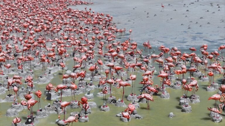 ¡Casi 12,000 nuevos flamencos tienen “pasaporte” yucateco! Nacen en Ría Lagartos