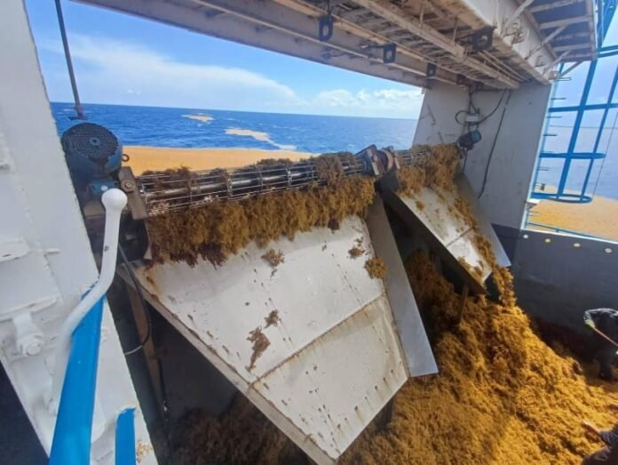 riviera maya sargazo